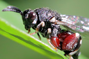 Chalcid Wasp (Chalcis sp) (Chalcis sp)